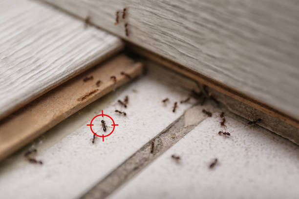 Best Mosquito Control Services  in Harbor Isle, NY