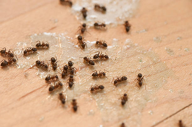 Best Pest Control Near Me  in Harbor Isle, NY