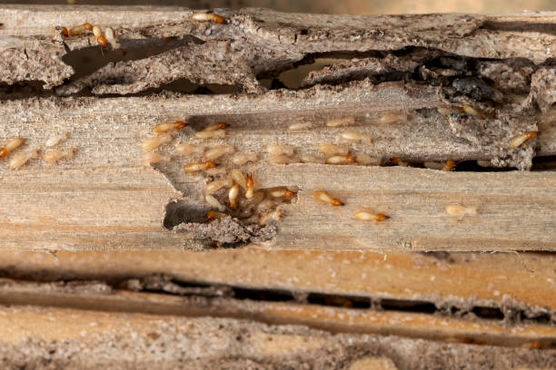 Best Spider Control Near Me  in Harbor Isle, NY