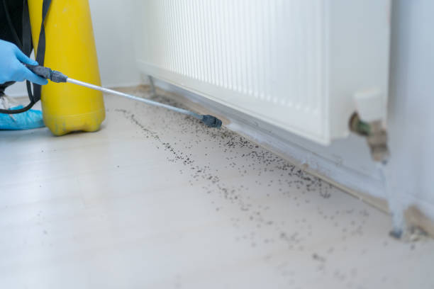 Best Cockroach Control Services  in Harbor Isle, NY